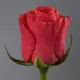 Coral rose variety or Red Wow Wow
