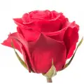 Red roses