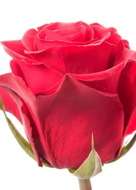 Red rose Freedom