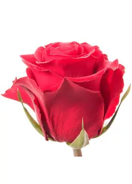 Red roses by pieces