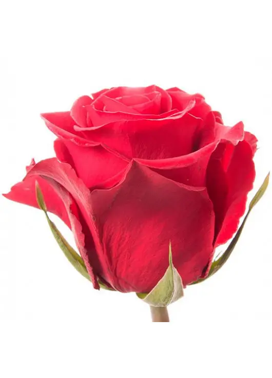 Red rose Freedom Red rose Freedom
