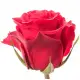 Red roses by pieces Red roses by pieces