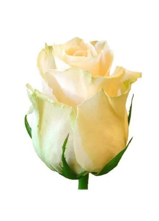 Cream roses by pieces