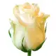 Cream roses by pieces