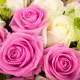 White-pink zefіr White-pink zefіr