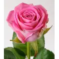 Pink roses