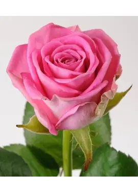 Pink roses by pieces