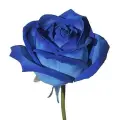 Blue roses