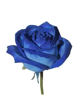 Red roses by pieces