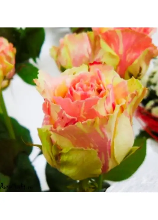 Pink roses Deep Water