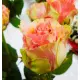 Pink roses Deep Water