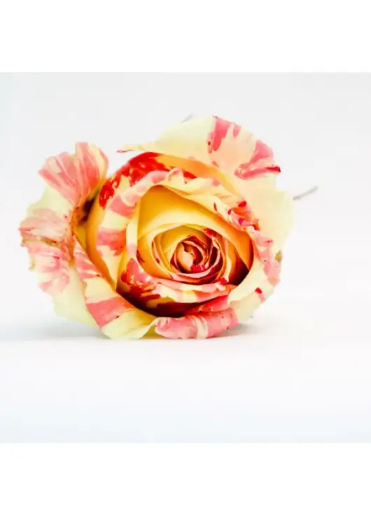Pink roses Deep Water