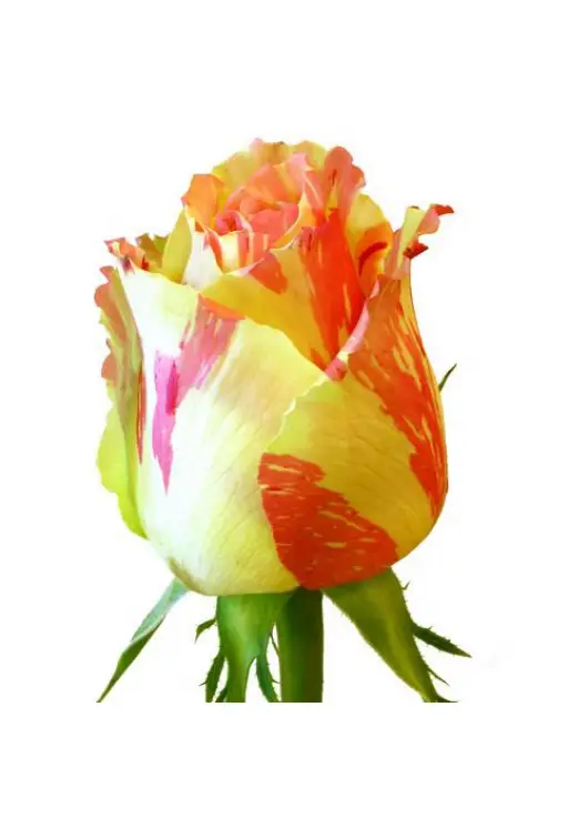 Pink roses Deep Water