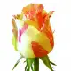 Pink roses Deep Water