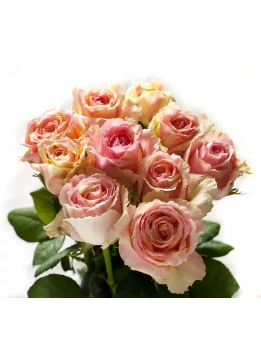 Pink roses Deep Water