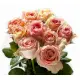 Pink roses Deep Water