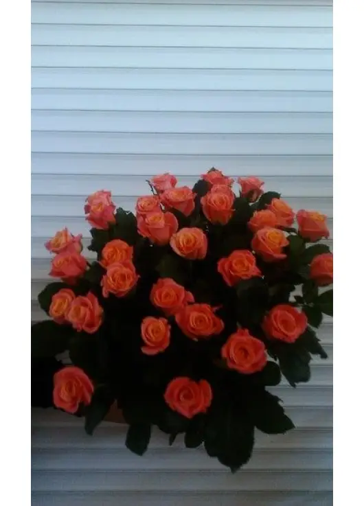 Peach roses by pieces