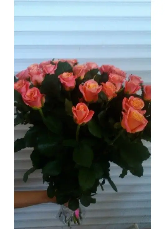 Peach roses by pieces