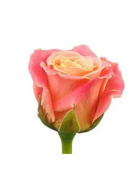Peach roses by pieces
