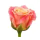 Peach roses by pieces