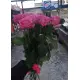 Pink roses Pink roses