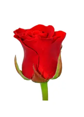Red roses by pieces