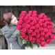 Red rose Freedom