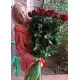 25 Holland roses 25 Holland roses