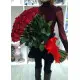 Holland roses