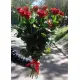 Red roses by pieces Red roses by pieces