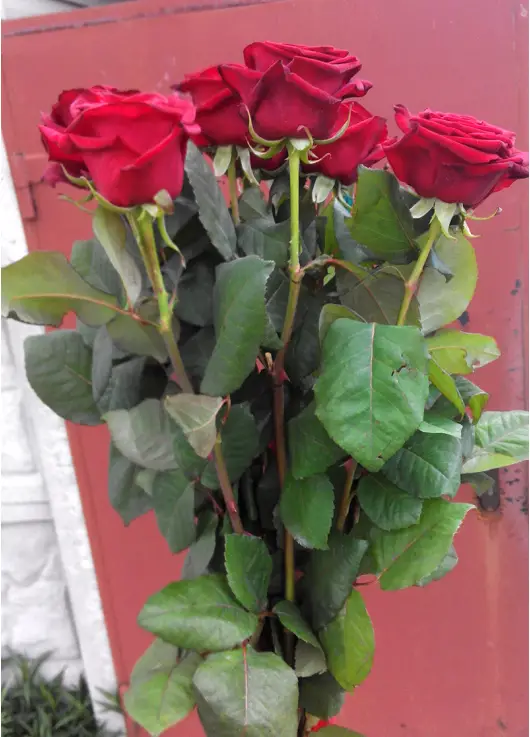 Red roses by pieces Red roses by pieces