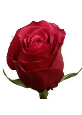 Red rose Cherry Oh