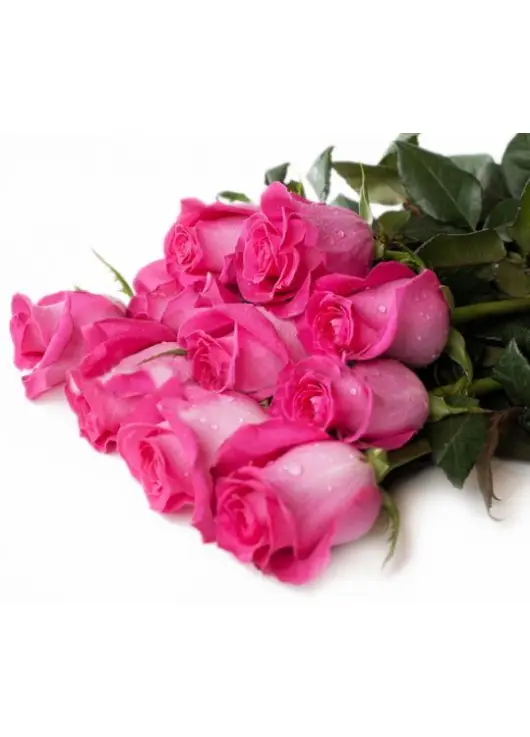 Red rose Freedom