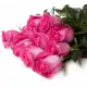 Red rose Freedom