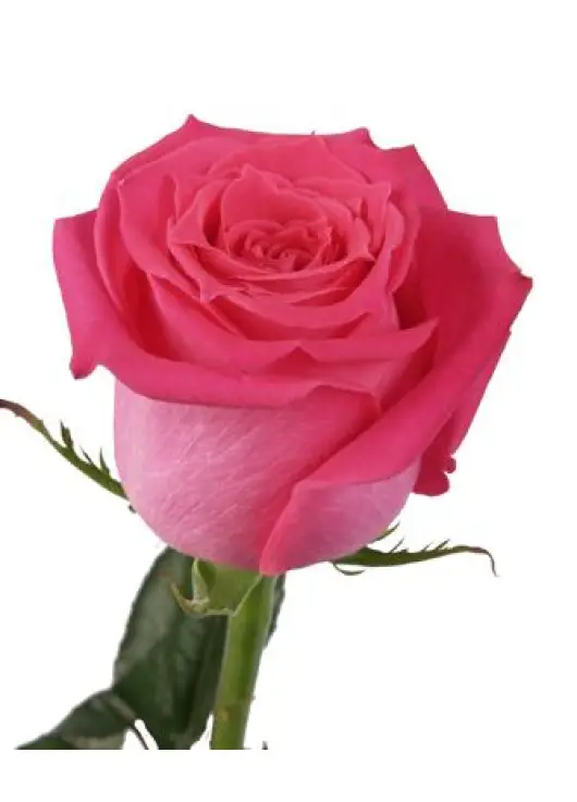 Red rose Freedom