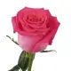 Red rose Freedom
