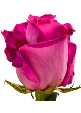 Red rose Freedom