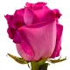 Red rose Freedom