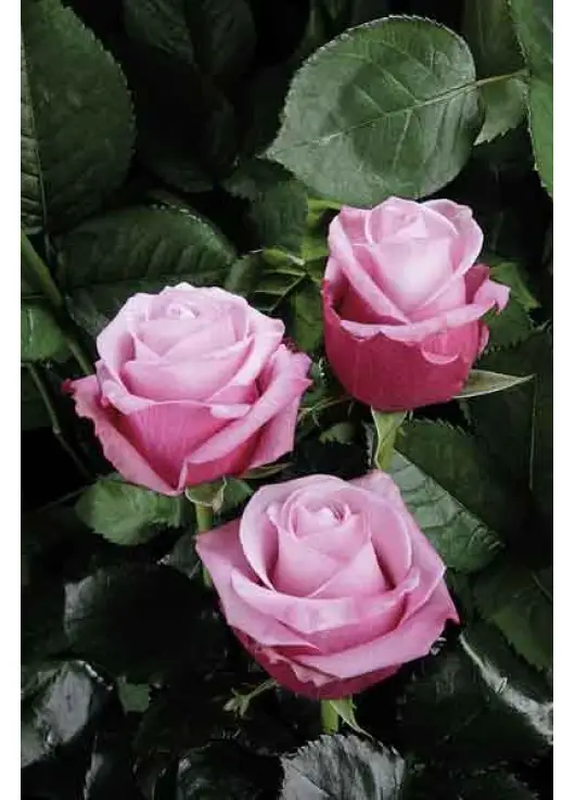 Pink roses Deep Water