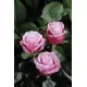 Pink roses Deep Water