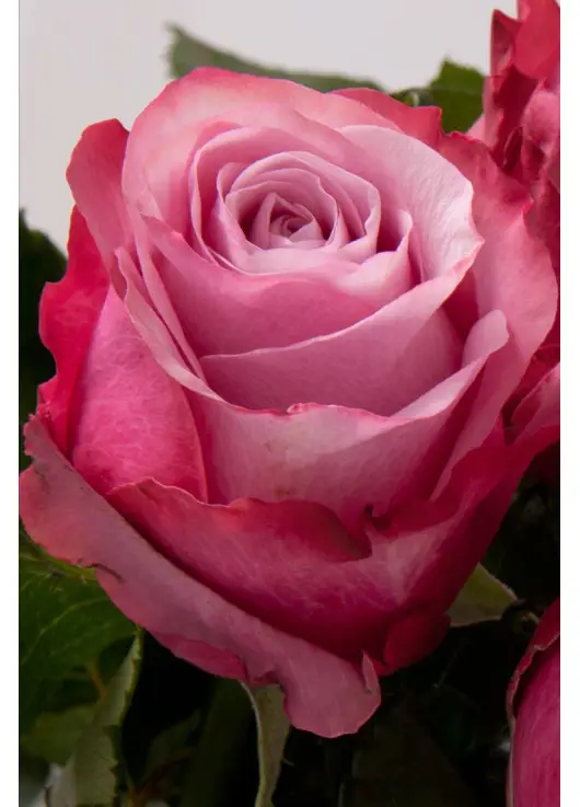 Pink roses Deep Water