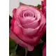 Pink roses Deep Water