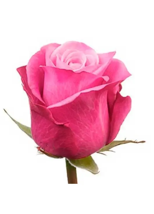Pink roses Deep Water