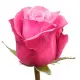 Pink roses Deep Water