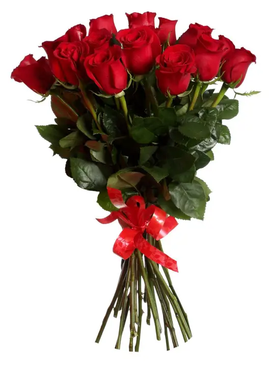 Red rose Freedom