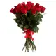 Red rose Freedom