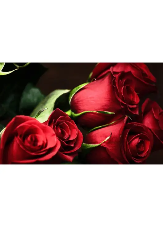 Red rose Freedom