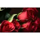 Red rose Freedom