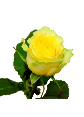 Yellow rose Illios