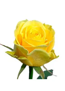 Yellow rose Illios